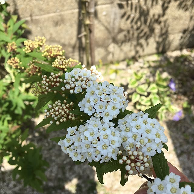 kana_homeさんの実例写真