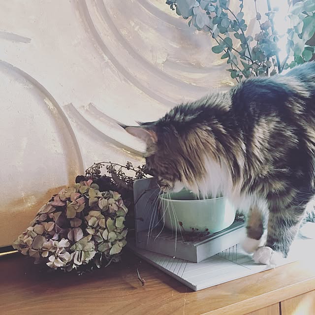 decorameowさんの実例写真