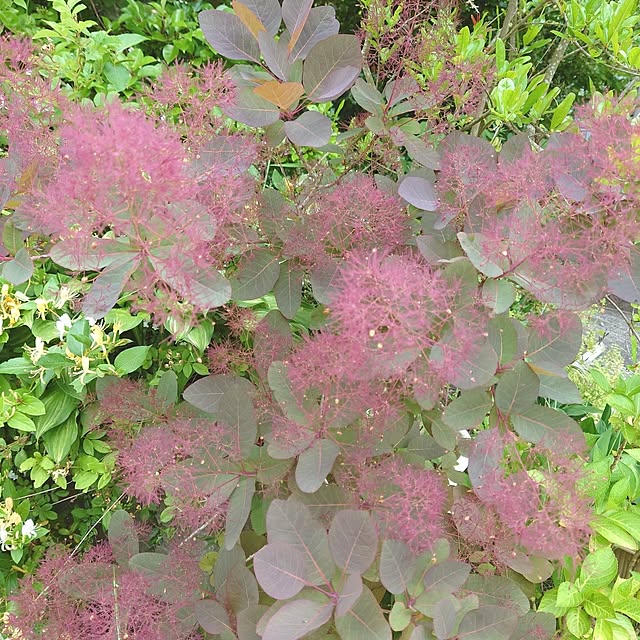 miho.okuさんの実例写真