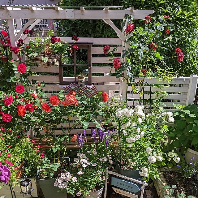 玄関/入り口/薔薇/庭の手入れ/いつもいいねありがとうございます♡/花のある暮らし...などのインテリア実例 - 2023-05-23 14:08:55