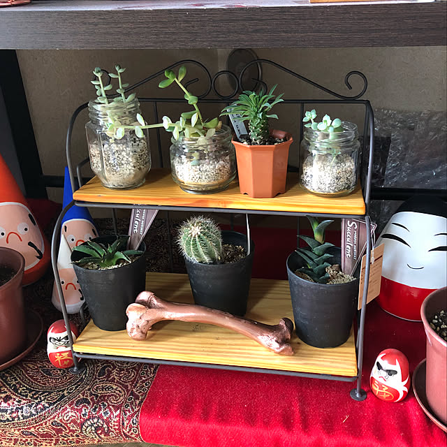 棚/カフェ風/多肉植物/観葉植物/ナチュラル...などのインテリア実例 - 2018-08-10 16:34:56