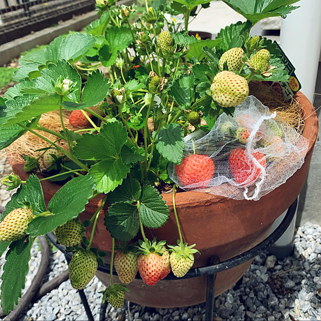 Shokoさんの実例写真