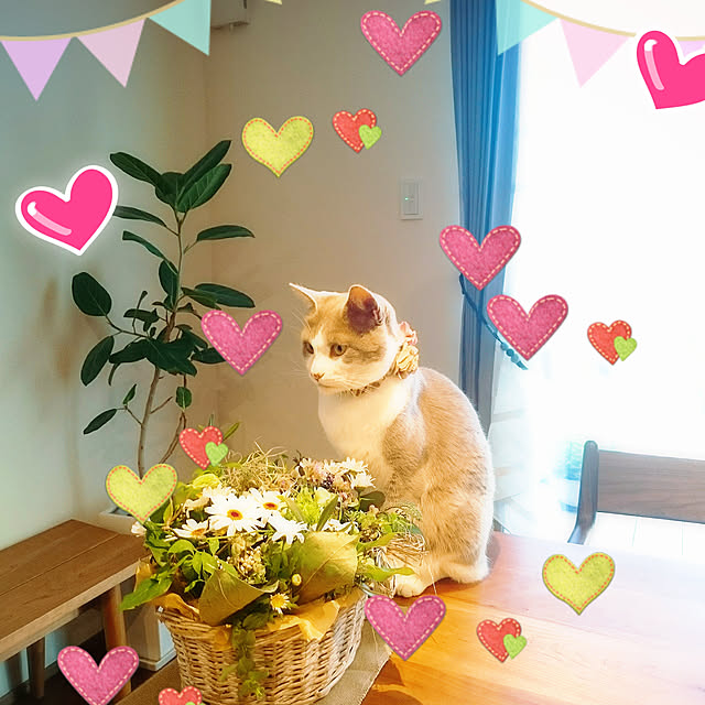 taakoさんの実例写真