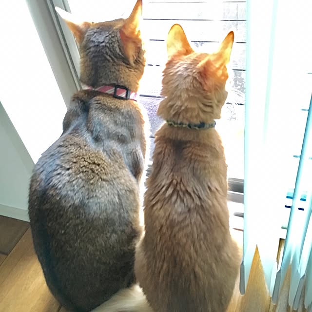 sakineko528さんの実例写真