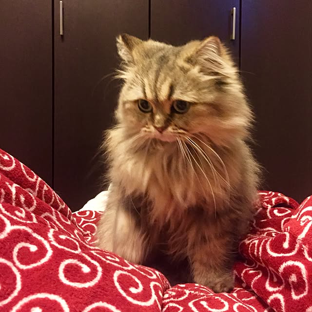 butachanさんの実例写真