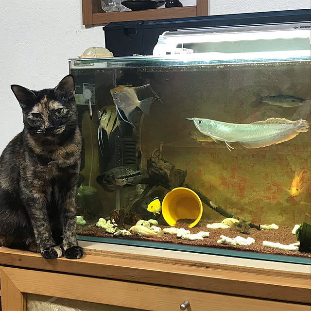 tornadeさんの実例写真