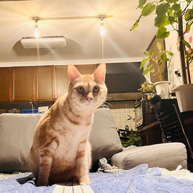 tomorinさんの実例写真