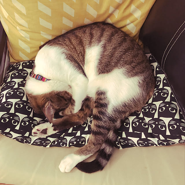jijiさんの実例写真