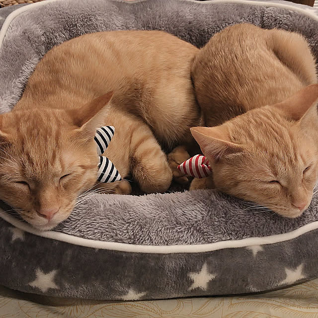 home_m_styleさんの実例写真