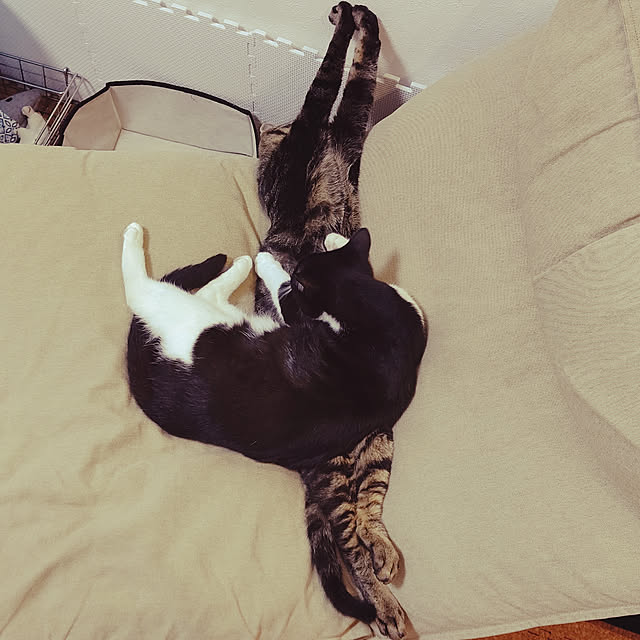 hihaさんの実例写真