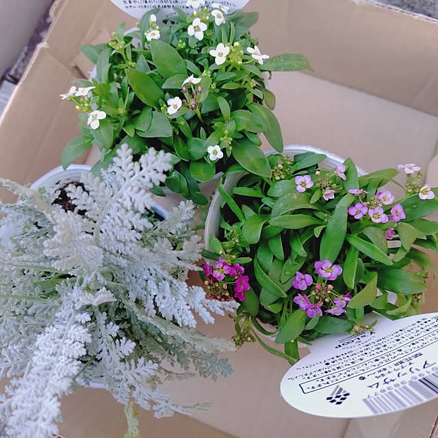 happytearsさんの実例写真