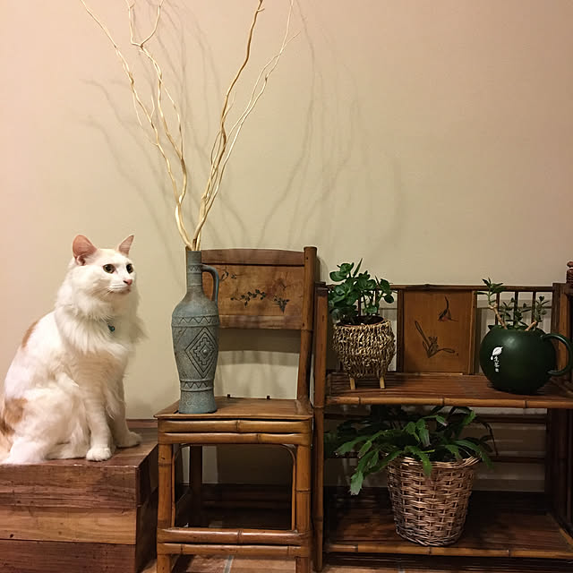 shigimiさんの実例写真