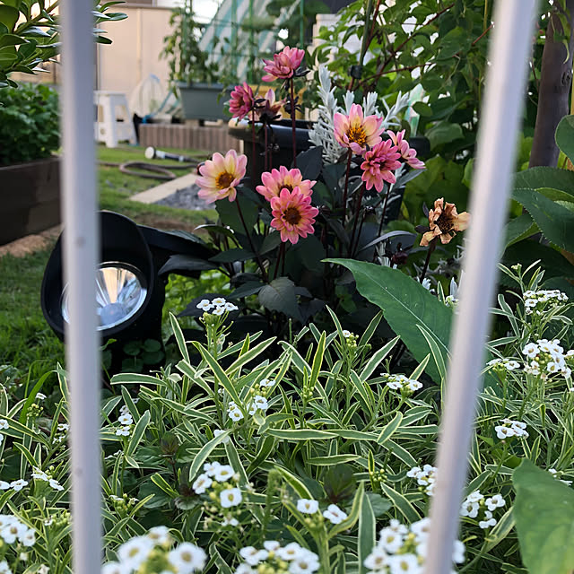 pinkflower_Potagerさんの部屋