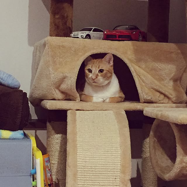 Shuichiさんの実例写真