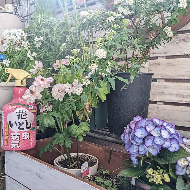 ichi.さんの実例写真