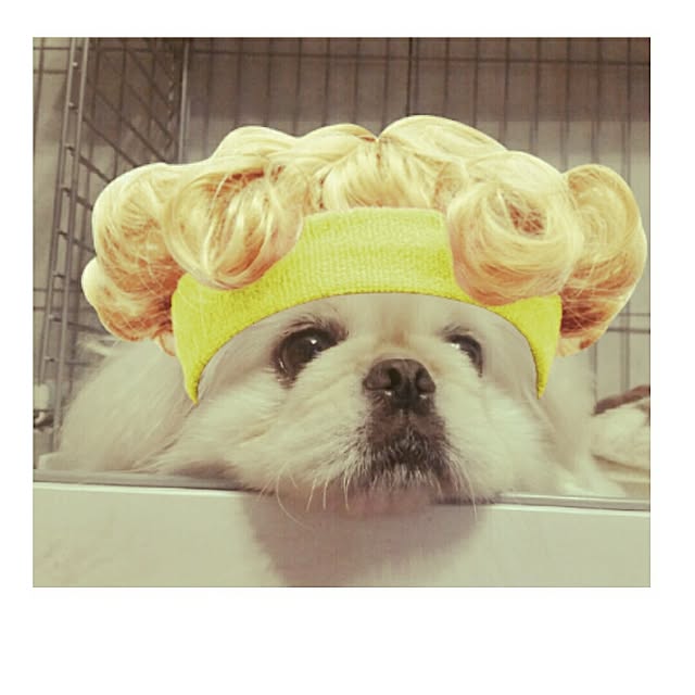 yukagomaさんの実例写真