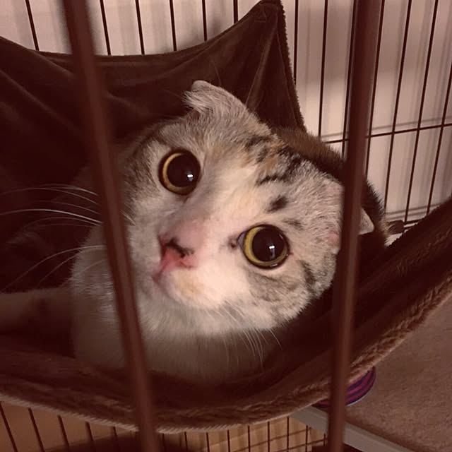 yokkochanさんの実例写真