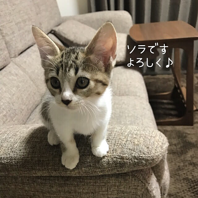 moka06さんの実例写真