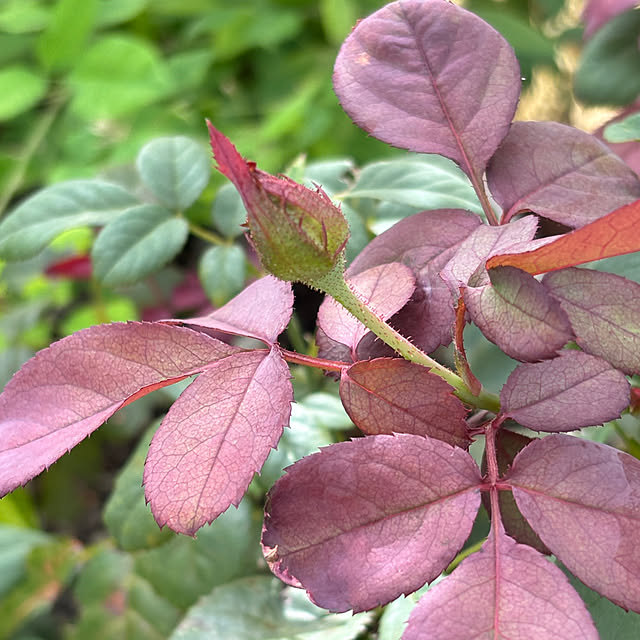 SIELUさんの部屋