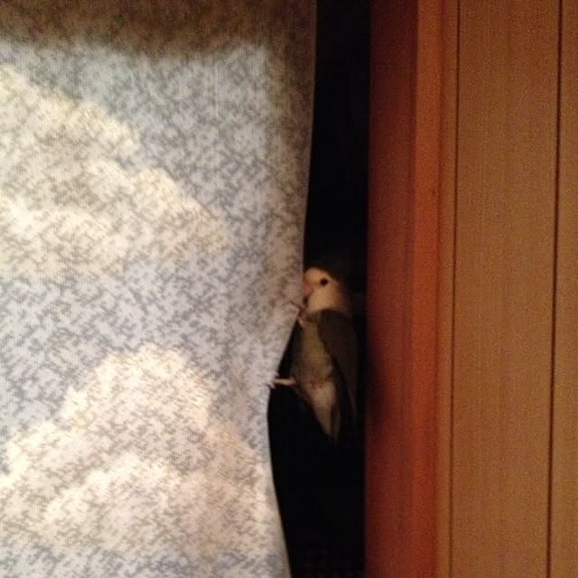 Chicoさんの実例写真