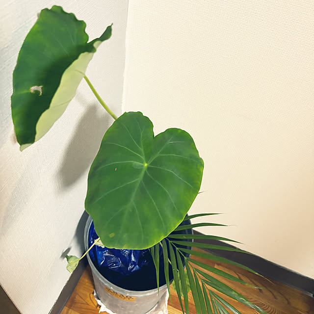 syutmmさんの部屋