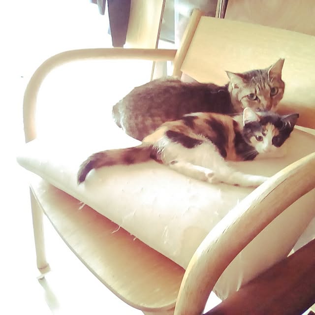 catloveさんの部屋