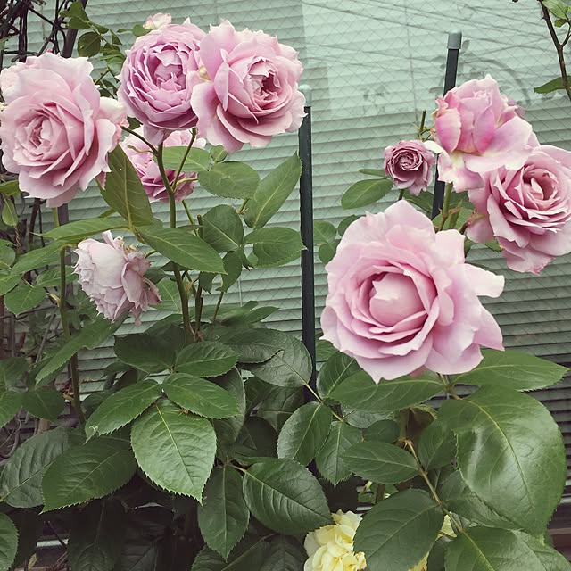 greenroseさんの実例写真