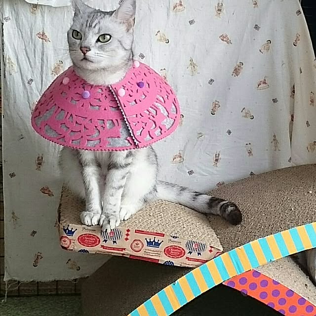 simaumaさんの実例写真