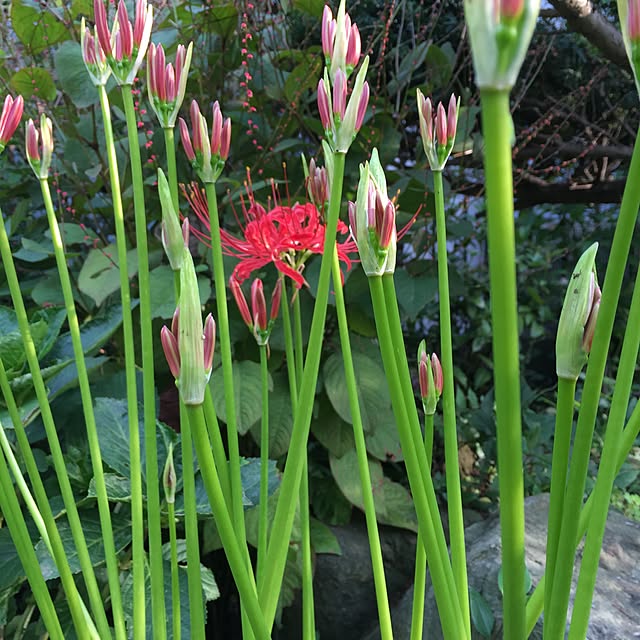 happygardenさんの実例写真