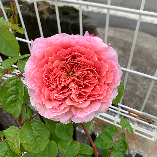 AYUKOさんの実例写真