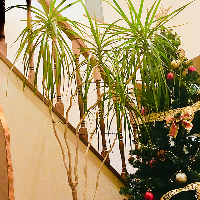 玄関/入り口/観葉植物のインテリア実例 - 2017-12-23 20:46:58