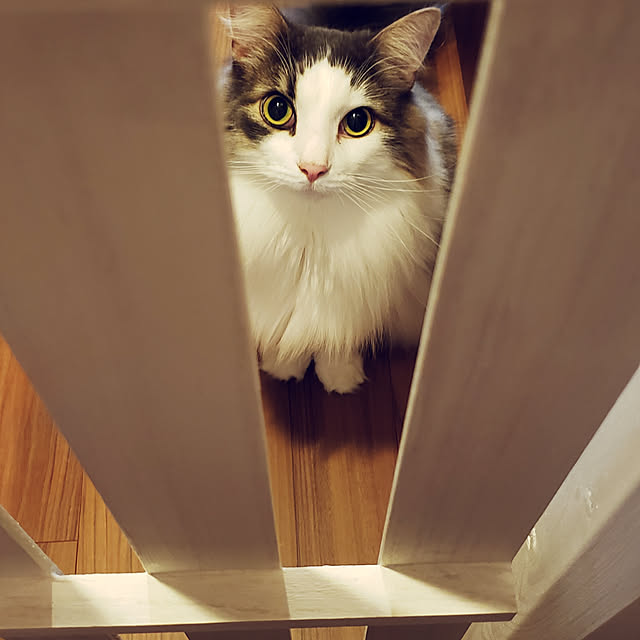 mofさんの実例写真