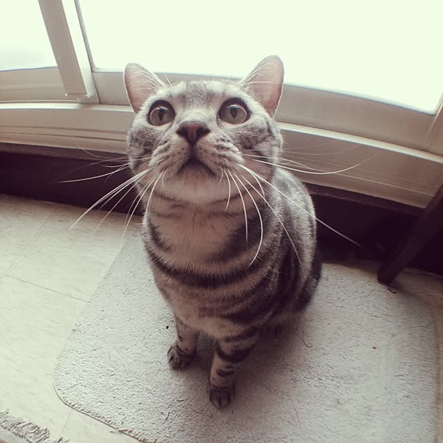 evaneggさんの実例写真
