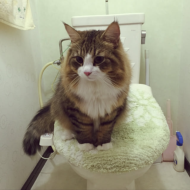 necomamaさんの実例写真