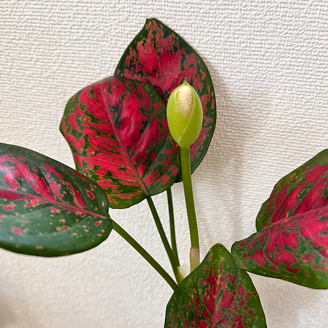 ochoriさんの部屋