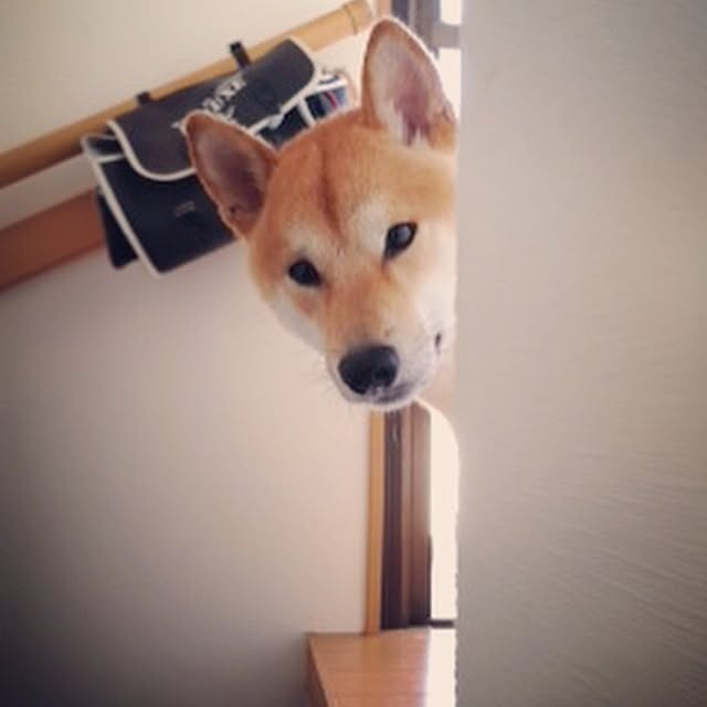 diez_taraさんの実例写真