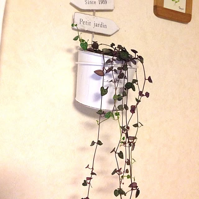 saoさんの実例写真