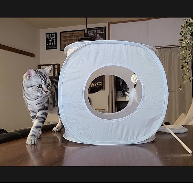 lovepeaceさんの実例写真