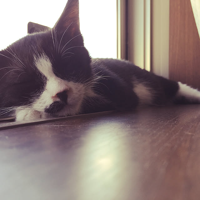 nekoさんの実例写真