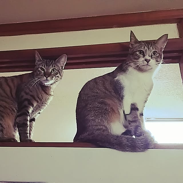 catriene0123さんの実例写真