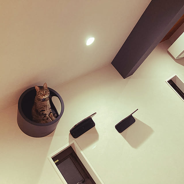 猫と暮らす家/リビングのインテリア実例 - 2022-09-29 21:53:22