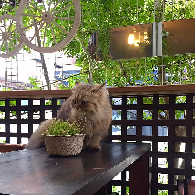 butachanさんの実例写真