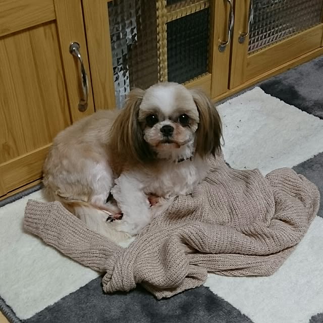 pigulaviさんの実例写真