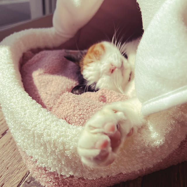 puku.meruさんの部屋