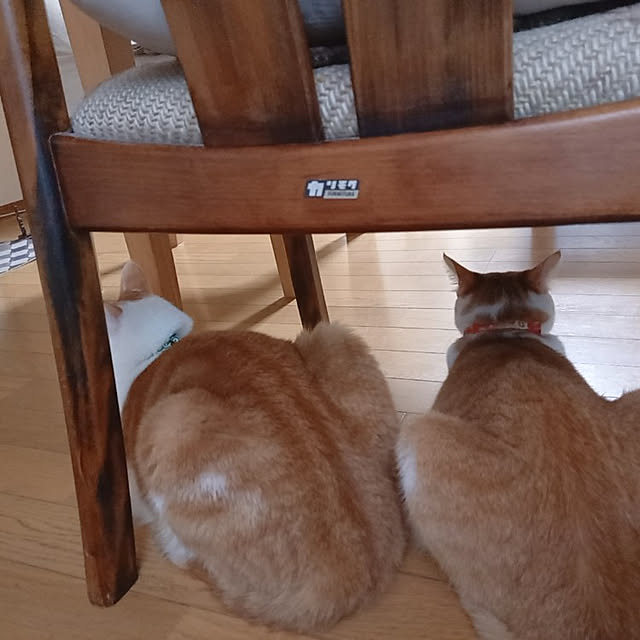 rumi.rumiさんの実例写真