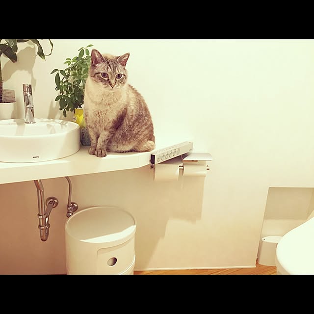 bamboobooCatDogさんの実例写真