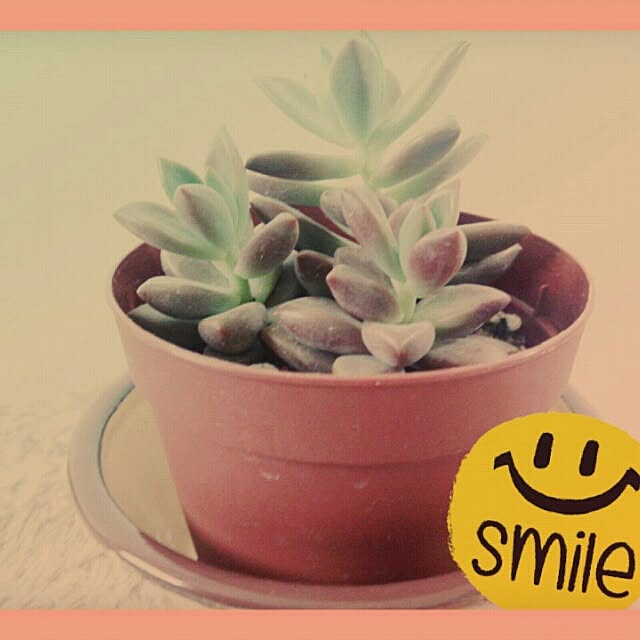 snoopyさんの実例写真