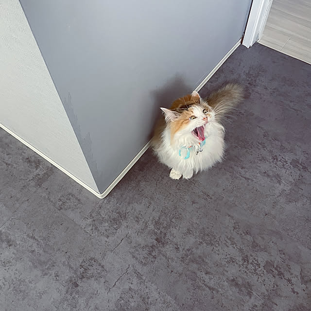 壁/天井/グレー好き/グレーインテリア/猫のいる暮らし/Instagram→mya___kのインテリア実例 - 2025-05-05 13:57:08
