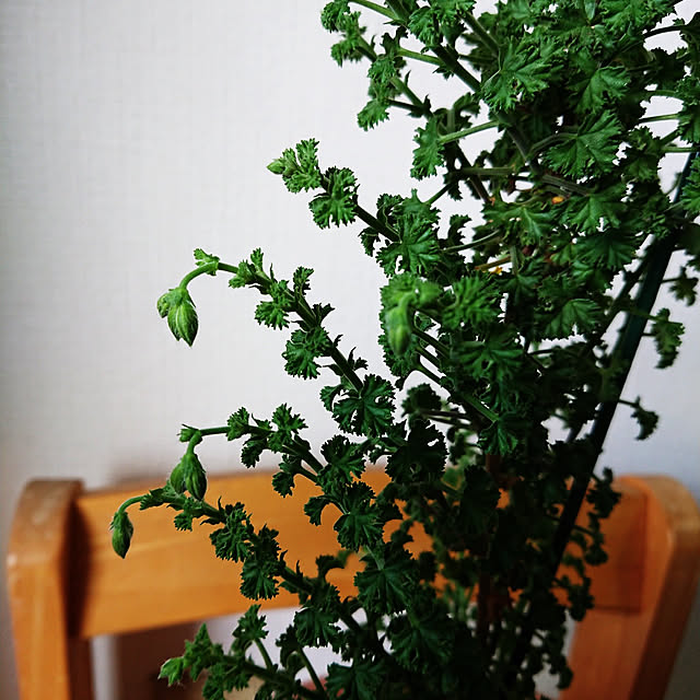 hopkeiさんの実例写真
