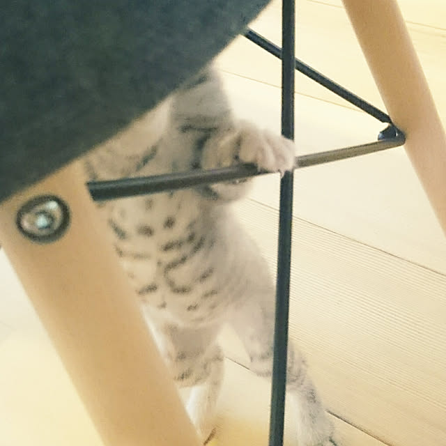 ichisanさんの実例写真